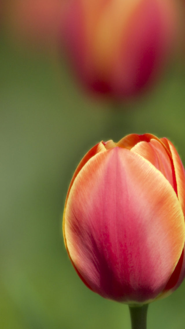 Low Dof Tulips Best Background Full HD1920x1080p, 1280x720p, – HD Wallpapers Backgrounds Desktop, iphone & Android Free Download